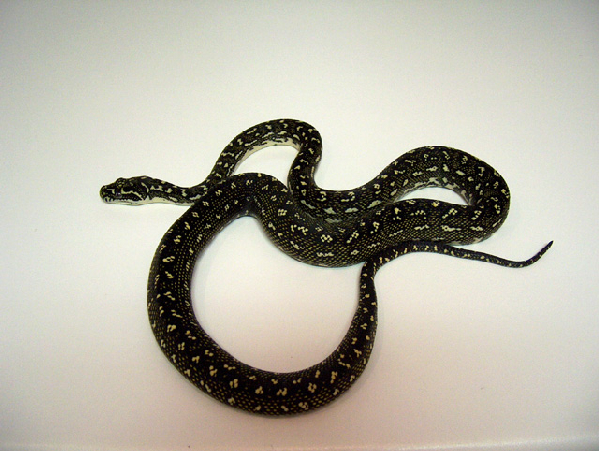  Morelia spilota spilota ID = 