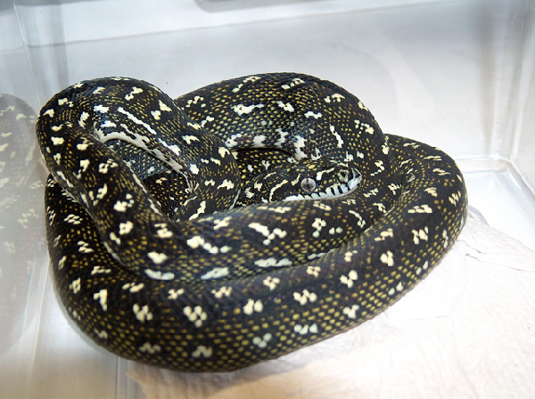  Morelia spilota spilota ID = 