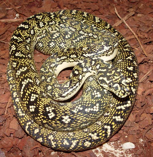  Morelia spilota spilota ID = 