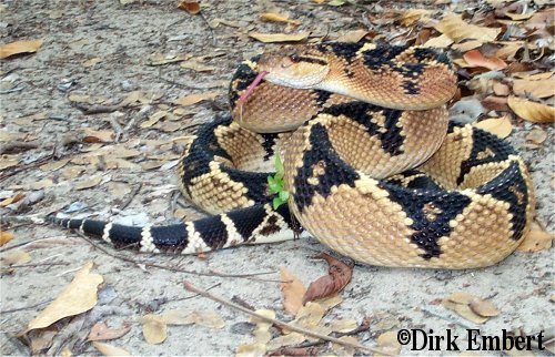  Lachesis muta ID = 