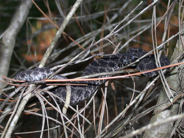  Sistrurus miliarius barbouri ID = 