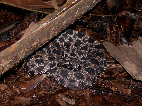  Sistrurus miliarius barbouri ID = 