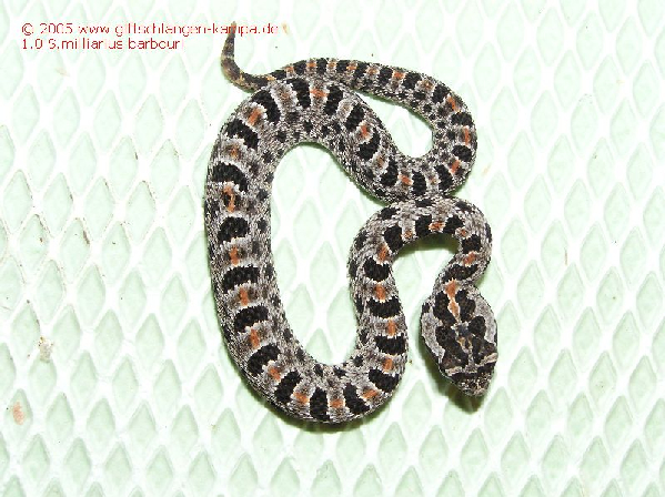  Sisturus milliarius barbouri ID = 