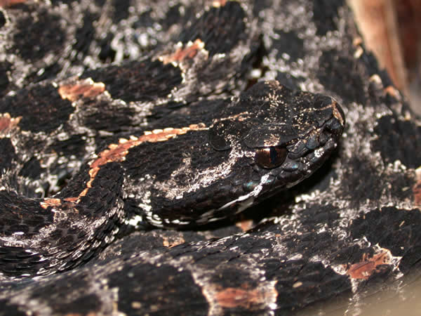  Sistrurus miliarius barbouri ID = 