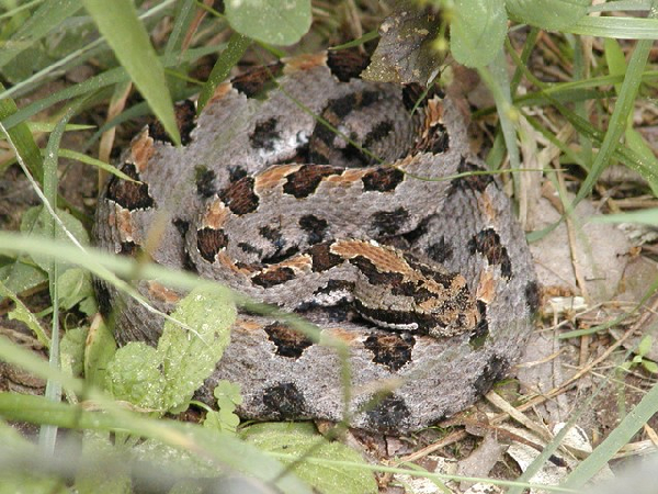  Sistrurus miliarius streckeri ID = 