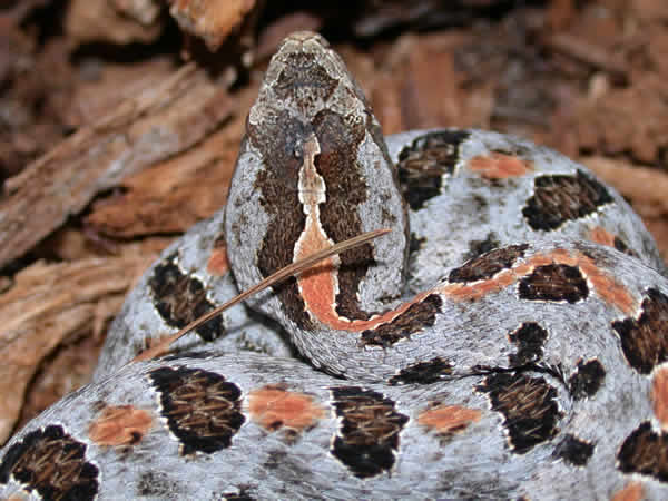  Sistrurus miliarius miliarius ID = 