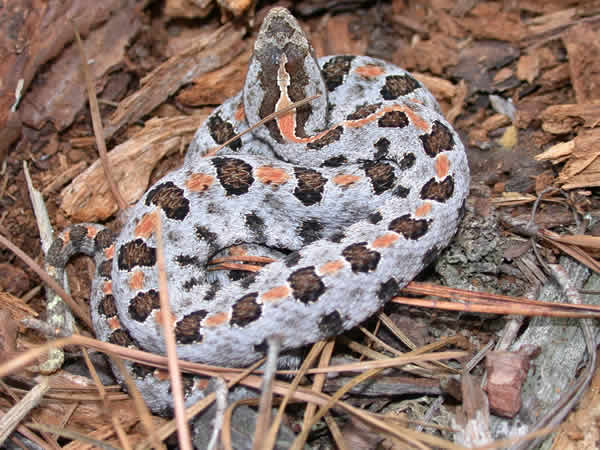  Sistrurus miliarius miliarius ID = 