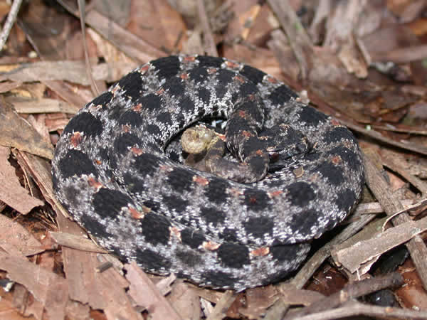  Sistrurus miliarius barbouri ID = 