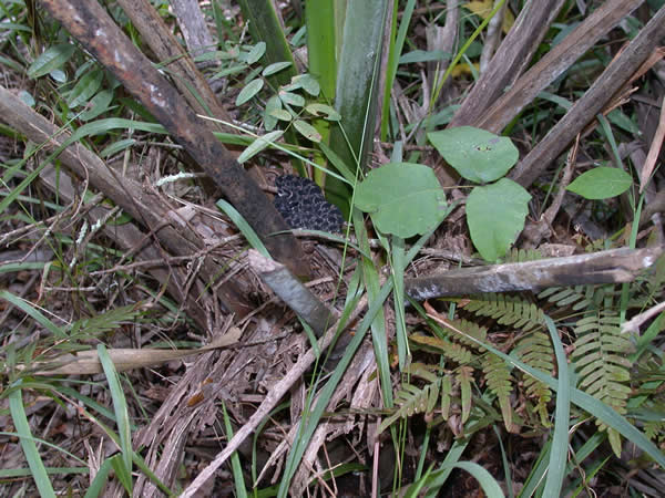  Sistrurus miliarius barbouri ID = 