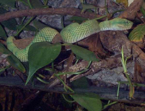  Tropidolaemus wagleri ID = 