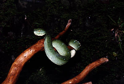  Tropidolamus wagleri ID = 