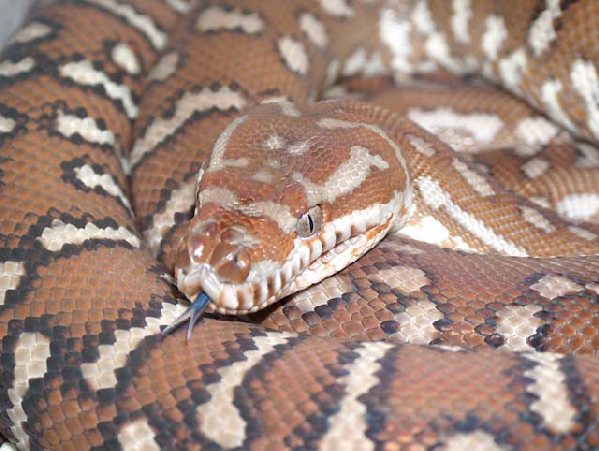  Morelia spilota bredli ID = 