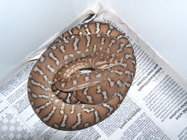  Morelia spilota bredli ID = 