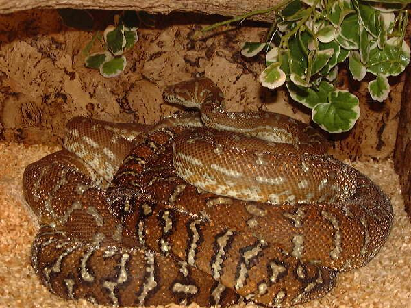  Morelia spilota bredli ID = 