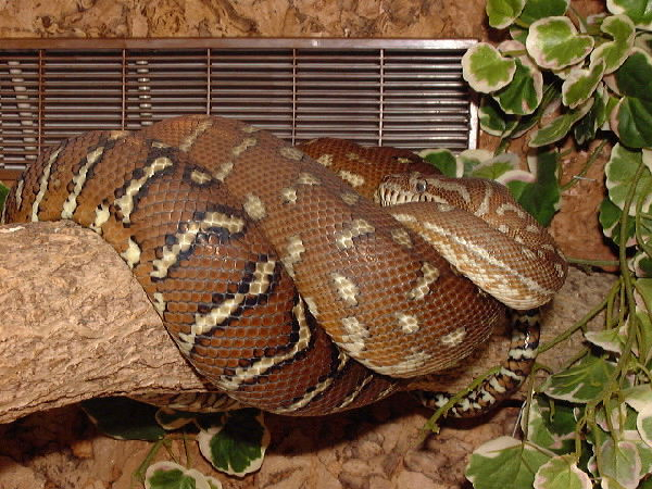  Morelia spilota bredli ID = 