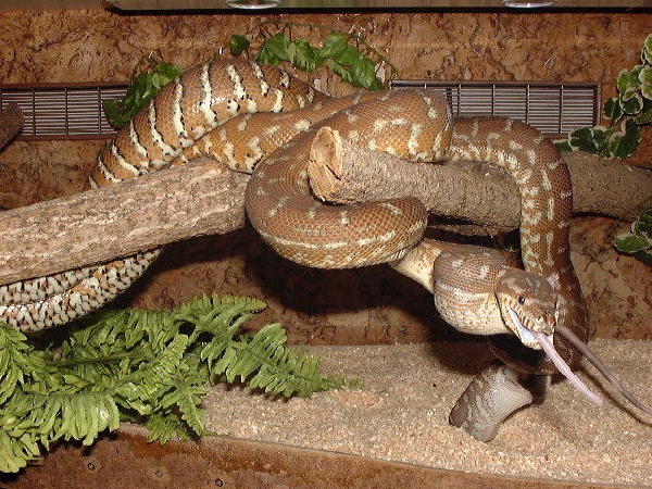  Morelia spilota bredli ID = 