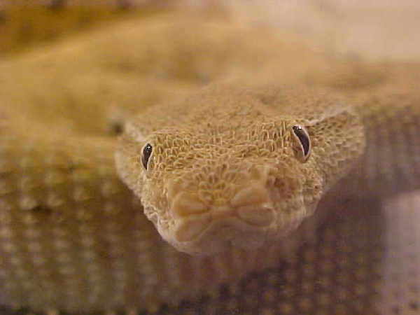  Eristicophis macmahoni ID = 