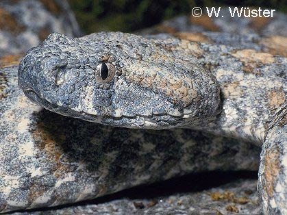  Macrovipera lebetina turanica ID = 