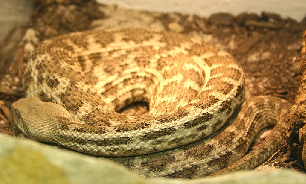  Macrovipera lebetina obtusa ID = 