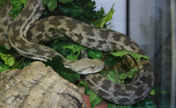  Macrovipera lebetina obtusa ID = 