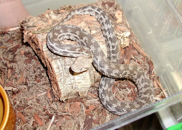  Macrovipera lebetina obtusa ID = 