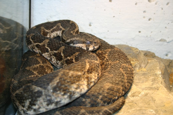  Macrovipera mauretanica ID = 