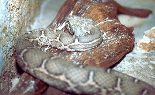  Macrovipera mauretanica ID = 