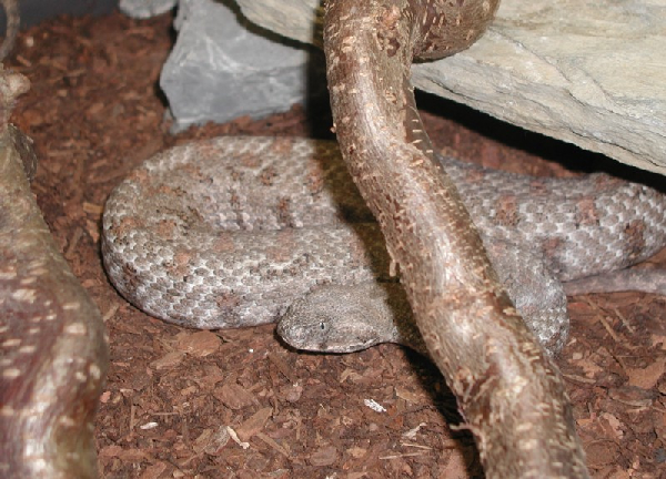  Macrovipera schweizeri ID = 