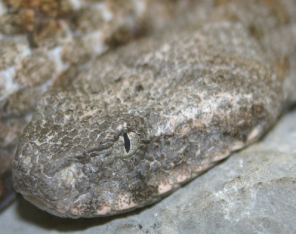  Macrovipera schweizeri ID = 