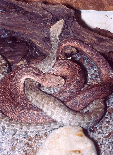  Macrovipera schweizeri ID = 