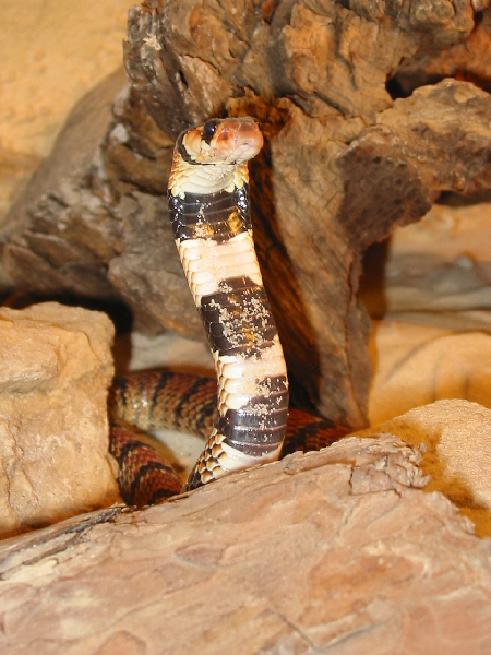  Aspidelaps lubricus lubricus ID = 