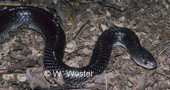  Bungarus caeruleus ID = 