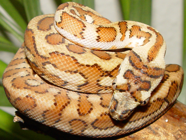  Morelia spilota mcdowelli ID = 