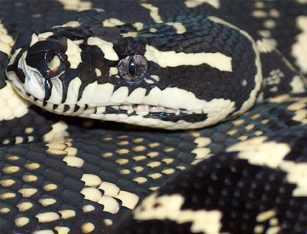  Morelia spilota spilota x cheynei ID = 