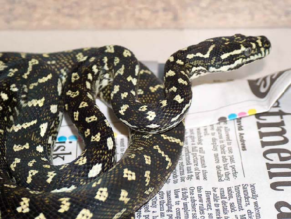  Morelia spilota spilota x cheynei ID = 