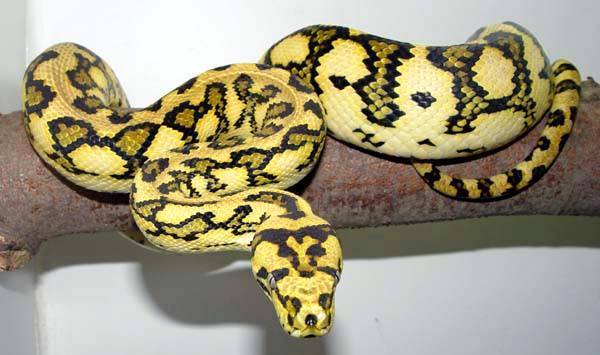  Morelia spilota ssp ID = 