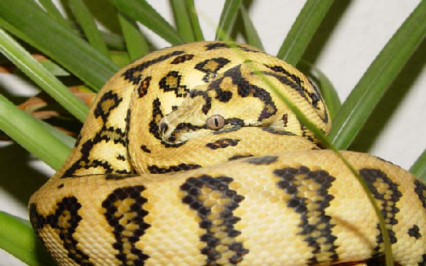  Morelia spilota ssp ID = 