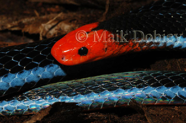  Calliophis bivirgata flaviceps ID = 