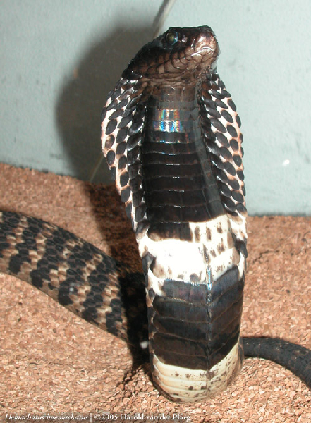  Hemachatus haemachatus ID = 