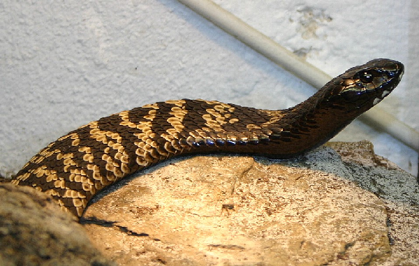  Hemachatus haemachatus ID = 