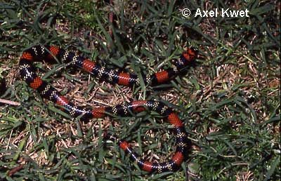  Micrurus altirostris ID = 