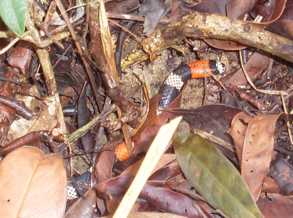  Micrurus ibiboboca Camurujipe 3 ID = 