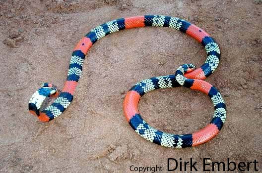  Micrurus diana ID = 