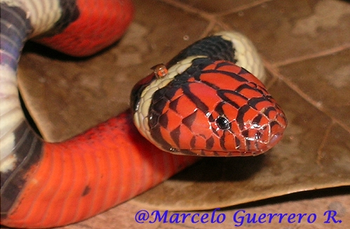  Micrurus surinamensis ID = 