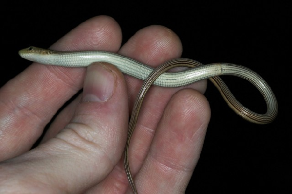  Western Slender Glass Lizard ID = 