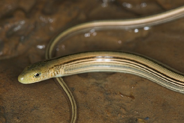  Western Slender Glass Lizard ID = 