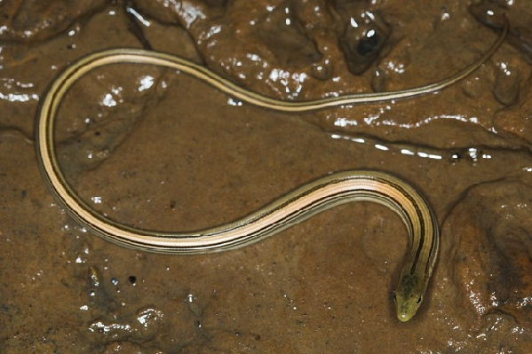  Western Slender Glass Lizard ID = 