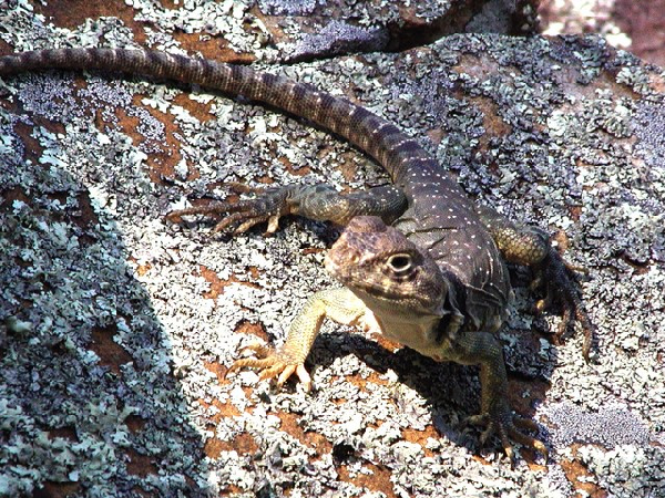  Crotaphytus collaris ID = 