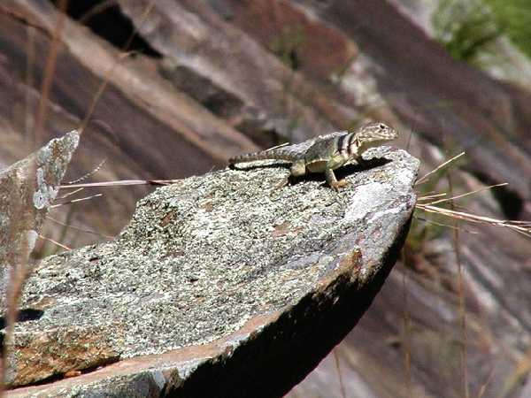  Crotaphytus collaris ID = 