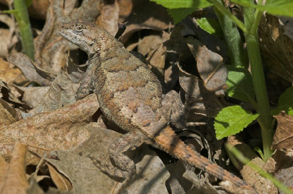  Sceloporus undulatus ID = 